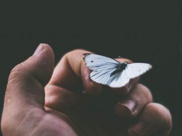 butterfly on hand